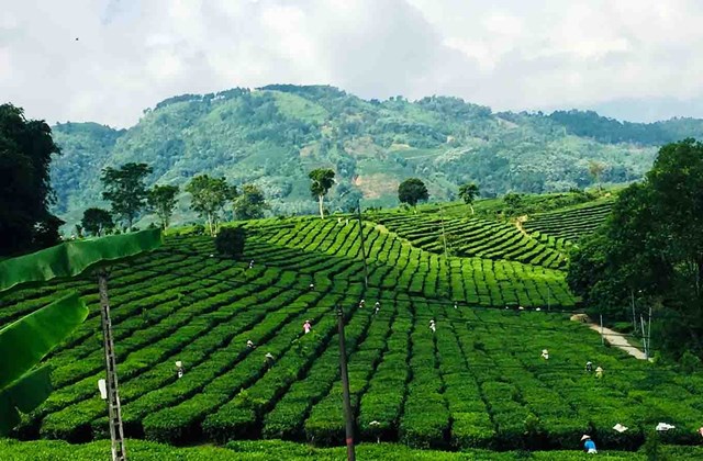 Định hướng phát triển chè hữu cơ và số hóa vùng trồng tại Lai Châu - Ảnh 2