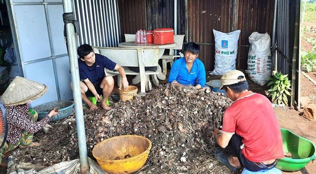 Bản tin n&#244;ng sản 13/6: Ph&#225;t huy tiềm năng sản phẩm đặc trưng của địa phương - Ảnh 1