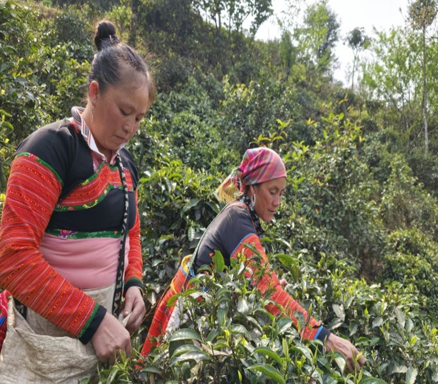 Nhân dân xã Tà Xùa thu hoạch chè vụ hè.