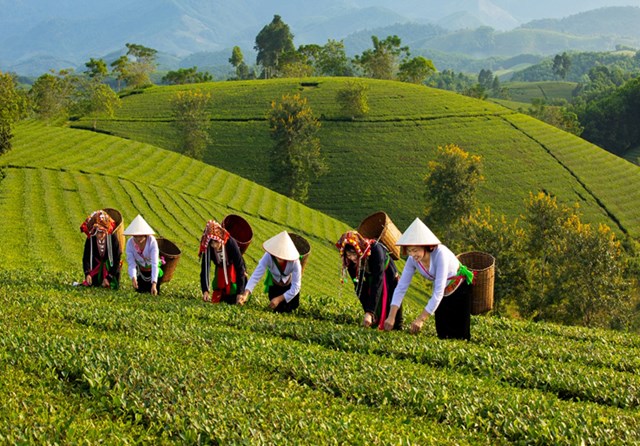 Cây chè là biểu tượng văn hóa, sinh kế của hàng triệu người và “đại sứ” tiềm năng giúp thương hiệu nông sản Việt vươn xa.