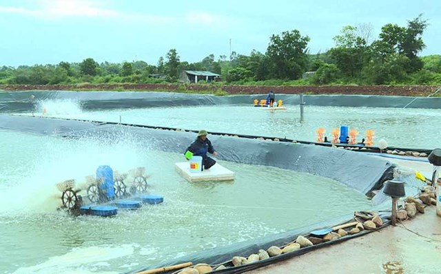 M&ocirc; h&igrave;nh nu&ocirc;i t&ocirc;m của hộ anh Vũ Văn Tuấn, th&ocirc;n Nh&acirc;m Cao, x&atilde; Đại B&igrave;nh, huyện Đầm H&agrave;. Ảnh: Hải H&agrave;