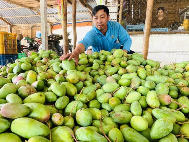 Bản tin n&#244;ng sản 15/6: N&#244;ng nghiệp hữu cơ cần “mưa dầm thấm l&#226;u” - Ảnh 4