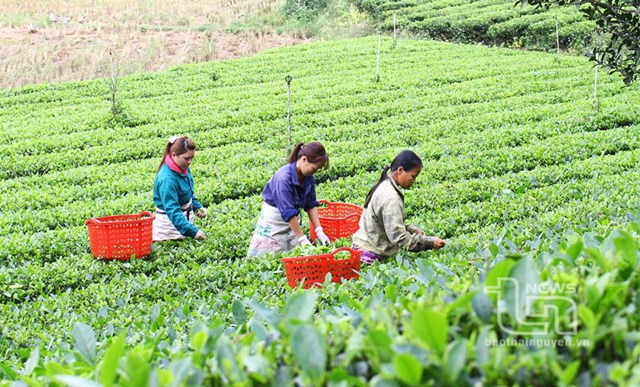 Huyện Đồng Hỷ đ&atilde; trồng mới, trồng lại 320ha ch&egrave; giống mới năng suất cao,&nbsp;n&acirc;ng tỷ lệ c&aacute;c giống ch&egrave; mới&nbsp;chiếm 82% trong tổng số 3.911 ha ch&egrave; to&agrave;n huyện. Ảnh minh họa