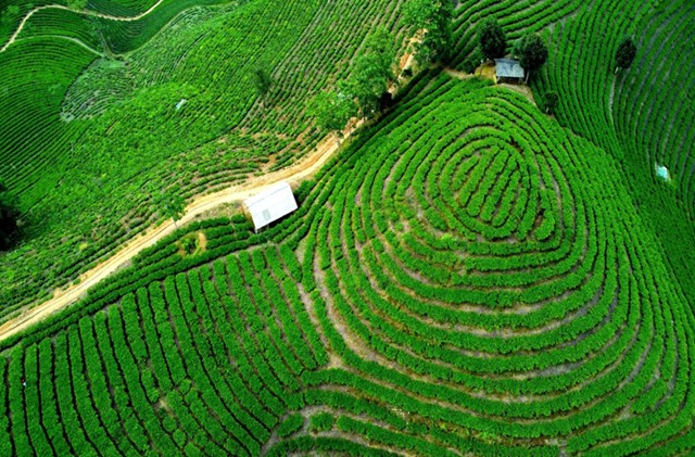 Ấn tượng nhất là đồi chè mâm xôi ở thôn Sín Chải (xã Thanh Bình) nơi có hơn 800 ha chè, giúp người dân ổn định thu nhập.
