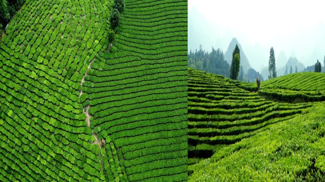 Những ngày này đến Mường Khương, đâu đâu cũng bắt gặp màu xanh của những đồi chè rộng lớn.