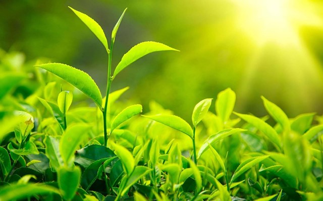 Ở Việt Nam, tỉnh Lâm Đồng là vùng trồng chè ô long nhiều nhất.