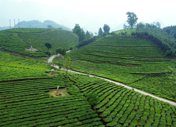 Vùng chè Phẳng Tao (xã Bản Sen) nổi bật với sắc xanh mướt mắt, các luống chè uốn lượn như ruộng bậc thang trên triền đồi.