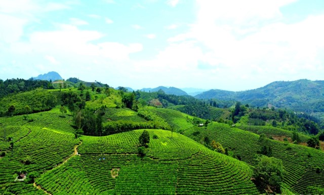 Mường Khương trồng hơn 5.800 ha chè, năm 2024 thu trên 36.400 tấn chè búp tươi. (Ảnh: Vùng chè Lùng Vai rộng lớn)
