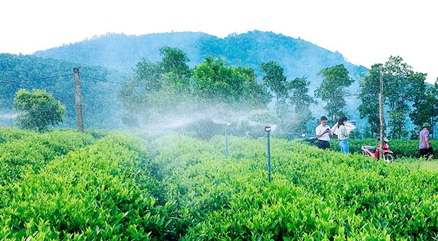 IPM v&#224; IPHM: Nền tảng khoa học cho h&#224;nh tr&#236;nh sản xuất ch&#232; hữu cơ bền vững tại Th&#225;i Nguy&#234;n - Ảnh 1
