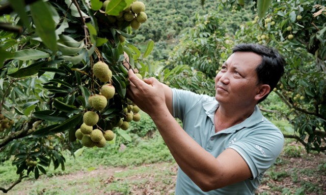 Ông Vương Văn Lợi, Phó Giám đốc HTX Nông nghiệp Thanh Hải, huyện Lục Ngạn tại vườn vải chính vụ.