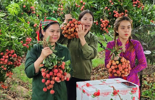 Khi n&#244;ng d&#226;n livestream b&#225;n h&#224;ng: C&#244;ng nghệ thay đổi cuộc sống n&#244;ng th&#244;n - Ảnh 1