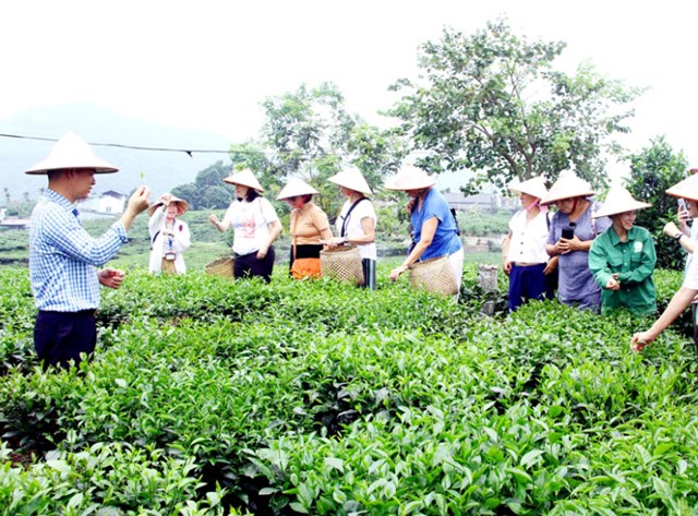 Du khách nước ngoài trải nghiệm hái chè tại HTX trà và du lịch cộng đồng Tiến Yên, xã Tân Cương (TP. Thái Nguyên).