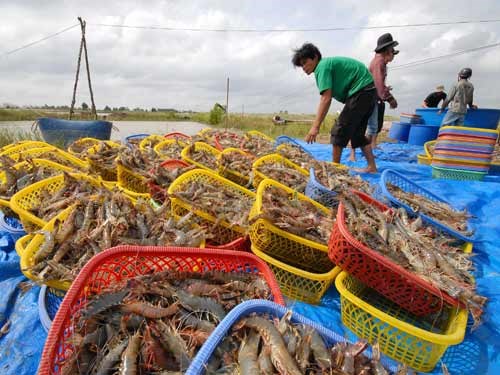 Bản tin n&#244;ng sản 19/6: Lan tỏa sản xuất n&#244;ng nghiệp c&#244;ng nghệ cao - Ảnh 1