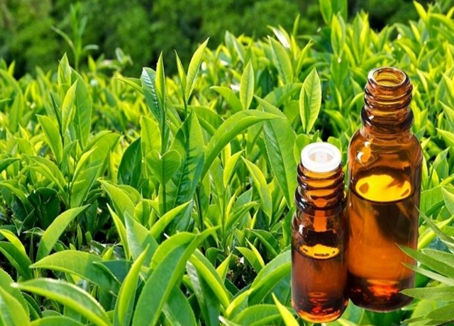 Trà xanh giàu chất chống oxy hóa như catechin, polyphenol, giúp trung hòa gốc tự do, ngừa lão hóa, giữ da săn chắc, sáng khỏe tự nhiên.