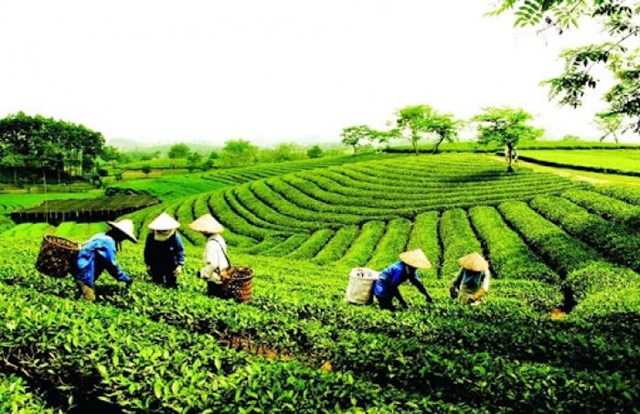 Với hơn 22.200 ha, cây chè vừa là bản sắc vừa là trụ cột kinh tế nông nghiệp của Thái Nguyên, đạt 13.400 tỷ đồng/năm.