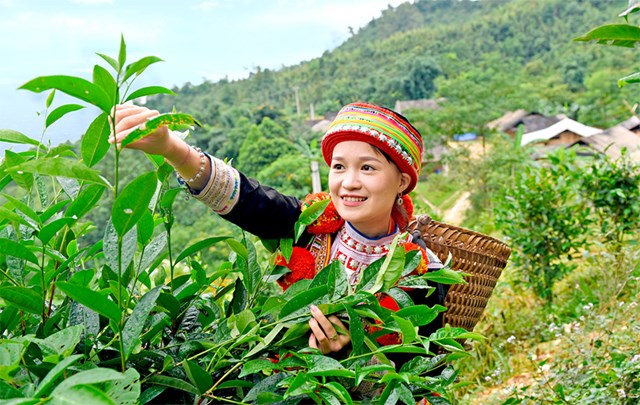 Bảo tồn và nâng cao giá trị kinh tế quần thể chè Shan tuyết cổ thụ tại Tuyên Quang - Ảnh 1