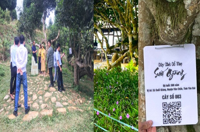 100 cây chè Shan tuyết cổ thụ Suối Giàng đã được gắn nhãn truy xuất nguồn gốc.