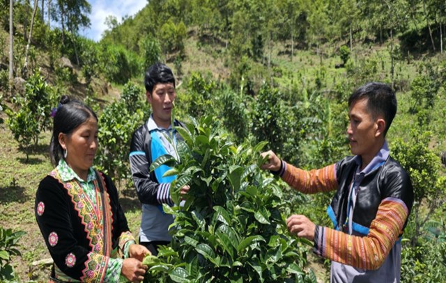Hương trà nơi đây có chiều sâu đặc trưng, một chút dã quỳ hoang dại, một chút gỗ thông mộc mạc, thoảng cả mùi khói bếp.