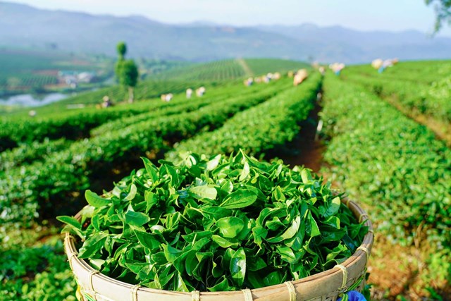 Trà B’Lao không chỉ là thức uống, mà là một bản giao hưởng của thổ nhưỡng, khí hậu, di sản văn hóa và tinh thần lao động cần mẫn, tạo nên một trong những dòng trà ướp hương tinh tế bậc nhất phương Nam.