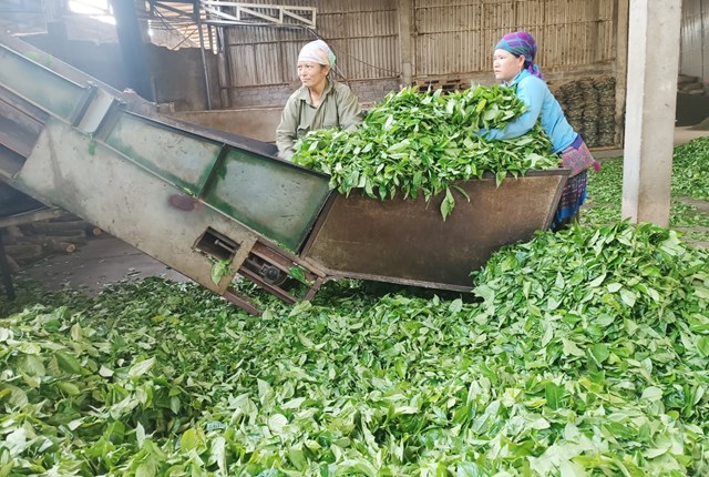 Từ đầu năm đến nay, nông dân Mường Khương thu hơn 25,7 nghìn tấn chè búp tươi.