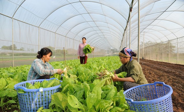 Kinh tế n&#244;ng th&#244;n: Động lực mới từ v&#249;ng đất cũ - Ảnh 1