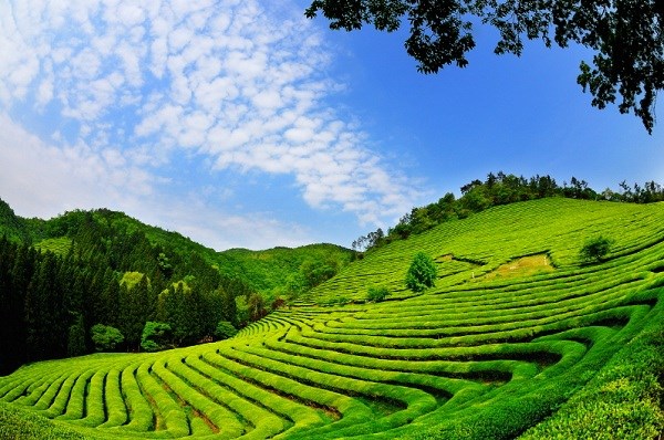 Phát triển du lịch xanh từ đồi chè: Động lực cho kinh tế nông thôn tại Lâm Đồng - Ảnh 1