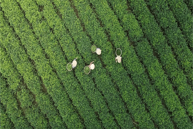 Phát triển du lịch xanh từ đồi chè: Động lực cho kinh tế nông thôn tại Lâm Đồng - Ảnh 2