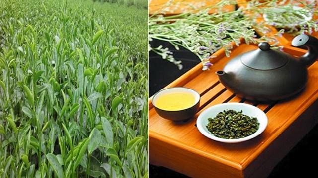 Trà ô long Thúy Ngọc thanh khiết vị trà, giàu hoạt chất thiên nhiên giúp bảo vệ tim mạch mỗi ngày như một “lá chắn” dịu lành.