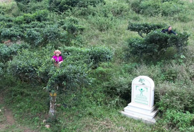 Với 105 cây chè di sản, Tô Múa mở ra tiềm năng du lịch trải nghiệm trà gắn với văn hóa bản địa và đại ngàn Tây Bắc.