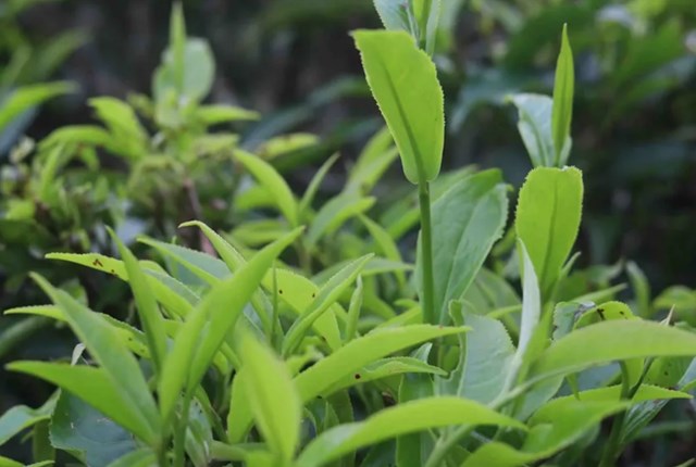 Chè shan tuyết của Tô Múa ngon nức tiếng được giới sành trà đánh giá là một trong những “tinh hoa trà cổ” của Việt Nam.