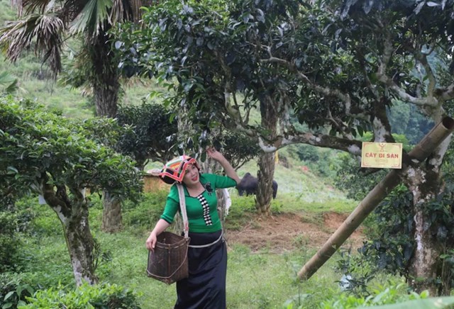 Tô Múa đổi thay nhờ chè Shan tuyết cổ, vừa thoát nghèo vừa gìn giữ di sản giữa núi rừng Tây Bắc.