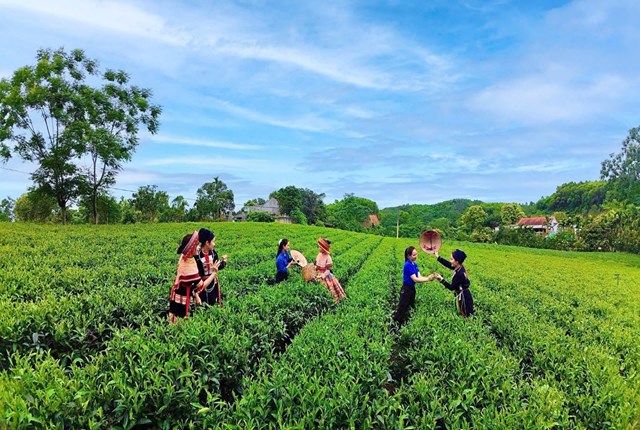 Vô Tranh dịch chuyển mô hình: Đưa văn hóa vào chuỗi giá trị trà - Ảnh 1