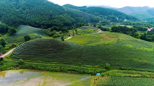 Cây chè phù hợp với khí hậu, thổ nhưỡng nên phát triển tốt, đem lại giá trị kinh tế cao cho người trồng chè. Ảnh minh họa