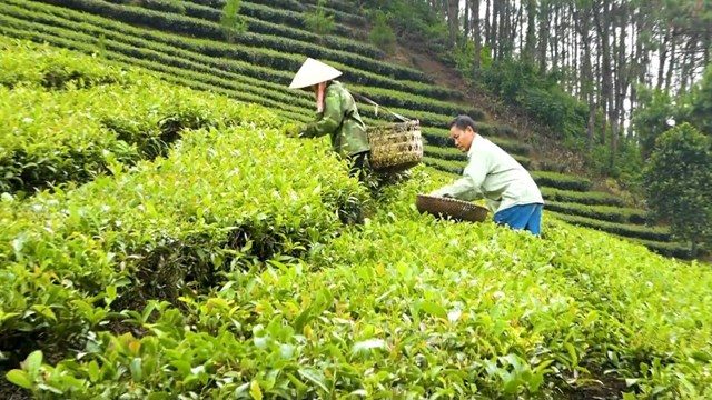 Cây chè đã tạo việc làm mới, ổn định cho hàng nghìn người dân ở Đình Lập. Ảnh minh họa