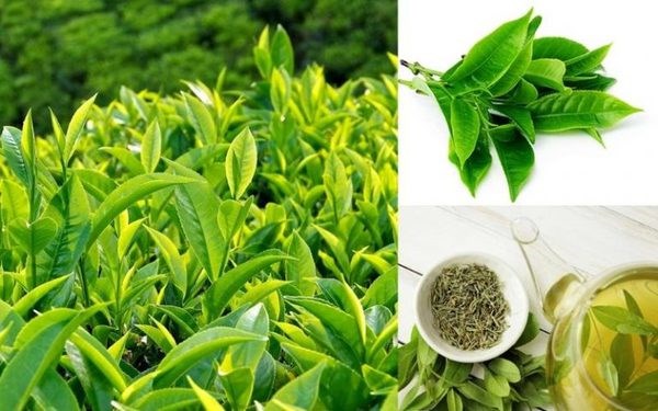 C&aacute;c th&agrave;nh phần ch&iacute;nh như polyphenol v&agrave; catechin, đặc biệt l&agrave; EGCG (Epigallocatechin gallate) trong tr&agrave; xanh gi&uacute;p giảm nguy cơ mắc bệnh tim mạch, ung thư v&agrave; c&aacute;c bệnh l&atilde;o h&oacute;a. Ảnh minh họa