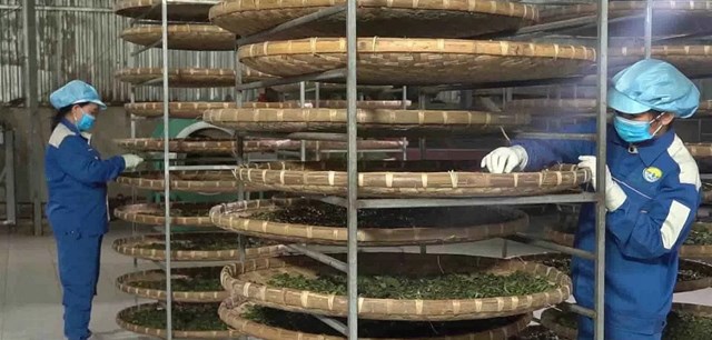 Chè Shan Tuyết cao 1.200m, hái thủ công, sao tẩm khéo léo, lưu giữ trọn vẹn hương vị tinh khiết của núi rừng Tây Bắc.