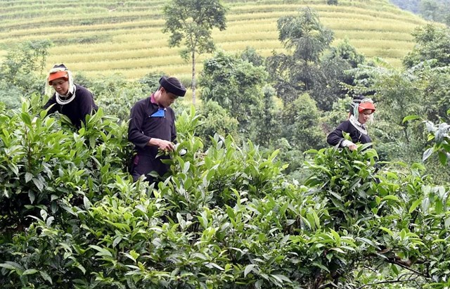 Chè Shan Tuyết là di sản xanh giúp người Dao biến núi rừng thành sinh kế, mở lối thoát nghèo bền vững và khát vọng vươn xa.
