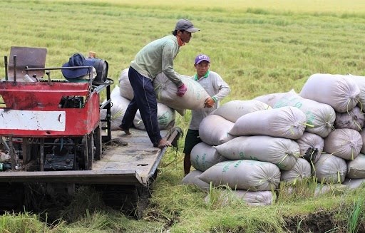 Xuất khẩu gạo đ&atilde; vượt mức 3 triệu tấn trong 5 th&aacute;ng đầu năm. &nbsp;