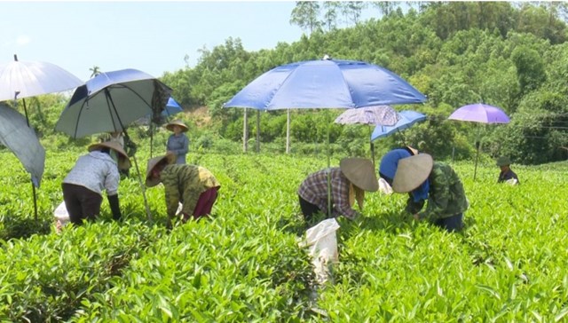 Tỉnh Thái Nguyênkhuyến khích bà con trồng mới, trồng thay thế các giống chè mới có năng suất, chất lượng cao như: LDP1, Kim Tuyên, Thúy Ngọc... Ảnh minh họa