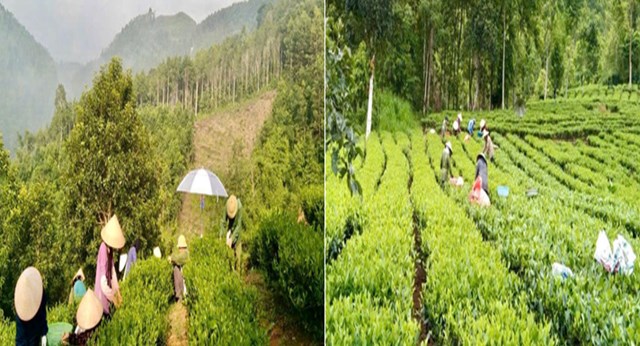 Thu hoạch chè tại xã Chu Hương.