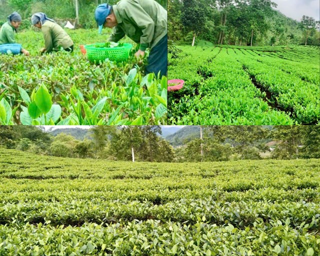 Tại xã Chu Hương, cây chè trở thành “mạch sống xanh” giúp thoát nghèo, kết nối sinh kế và bảo vệ môi trường vùng cao huyện Ba Bể.