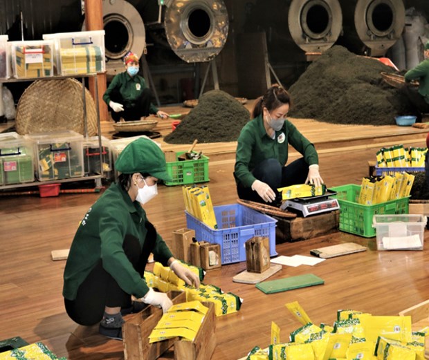 Giá trị sản phẩm từ chè trên địa bàn tỉnh Thái Nguyên hiện đạt 13,8 nghìn tỷ đồng/năm.