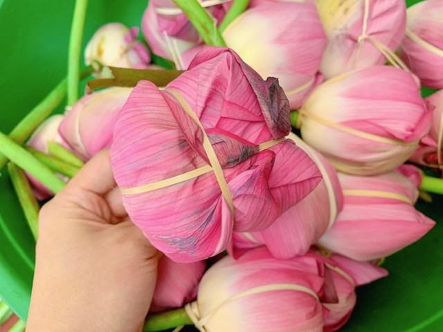 Sau khi đưa trà khô vào bên trong những búp sen, người thợ khéo léo dùng lạt buộc lại ở cuống hoa, để từng búp chè đều được gói gọn trong hương sen thơm thoảng. Ảnh minh họa
