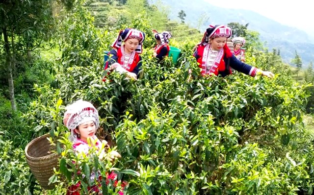 Người dân xã Nậm Ty (Hoàng Su Phì) thu hái chè Shan tuyết.