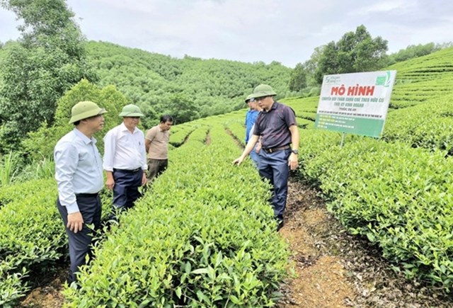 Mô hình chè hữu cơ tại Thôn Tân Hợp, xã Bình Sơn, huyện Anh Sơn.