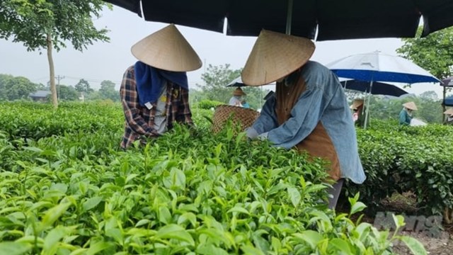 Vườn chè của HTX chè Tiến Yên, xã Tân Cương (TP Thái Nguyên) được canh tác theo hướng hữu cơ, góp phần bảo vệ sức khỏe cho cả người trồng lẫn người tiêu dùng.