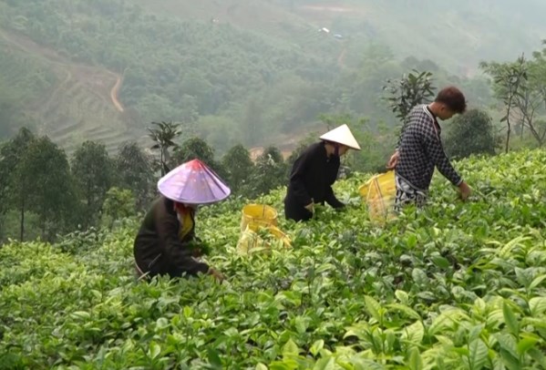 Toàn bộ sản lượng chè búp tươi được tiêu thụ thuận lợi, với giá thu mua từ 7.000 đồng - 9.000 đồng/kg. Ảnh minh họa