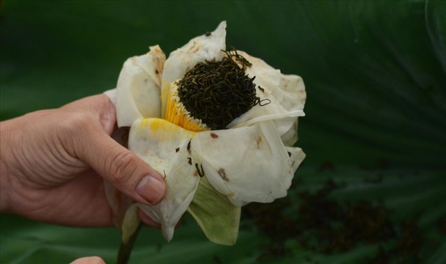 Phát triển sản vật trà sen Huế gắn với du lịch di sản - Ảnh 2