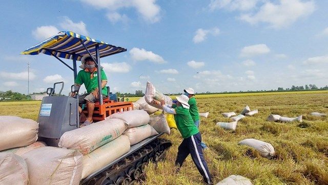 Hiệp hội Lương thực Việt Nam dự báo xuất khẩu gạo năm 2024 có thể mang về khoảng 5,3 tỷ USD. Đây là con số ấn tượng và cho thấy triển vọng tươi sáng cho ngành xuất khẩu gạo của Việt Nam. Ảnh minh họa