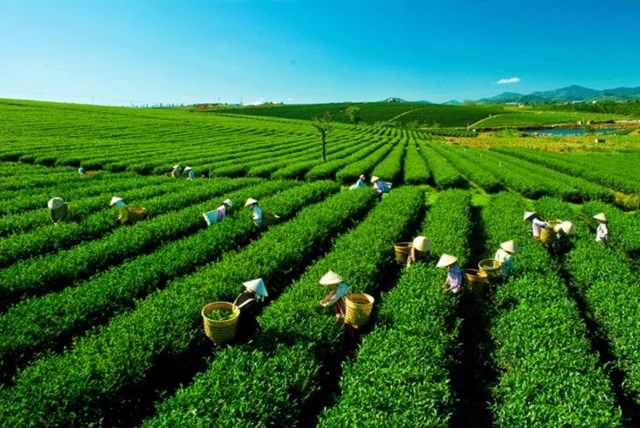 Việt Nam có 122.000 ha chè, sản lượng trên 200.000 tấn/năm, thuộc top 7 thế giới và xếp thứ 5 về xuất khẩu.